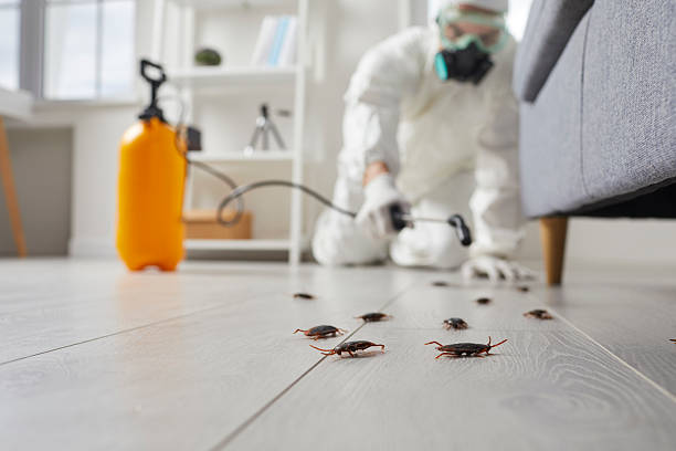 Commercial Kitchen Cockroach Control in Macedonia